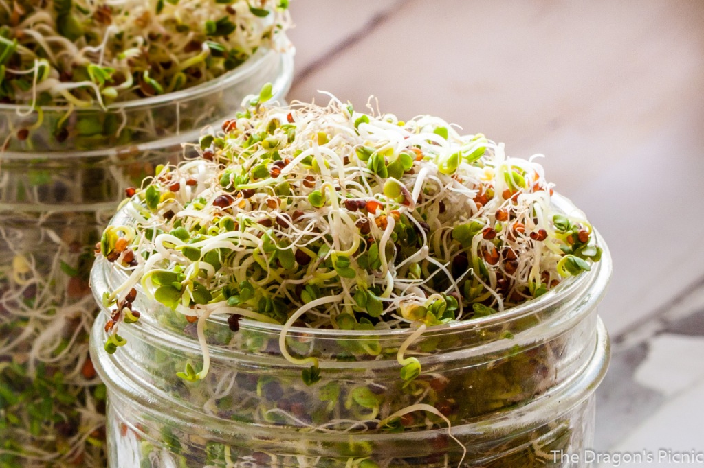 close up of jar of sprouts ready for harvest